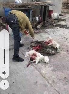 黑龙江友谊县:是谁在破坏营商环境？企业八次被投毒毒死猪狗至今没破案！